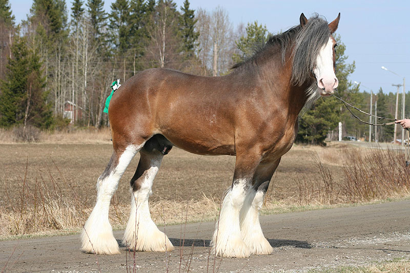 Clydesdale Horses